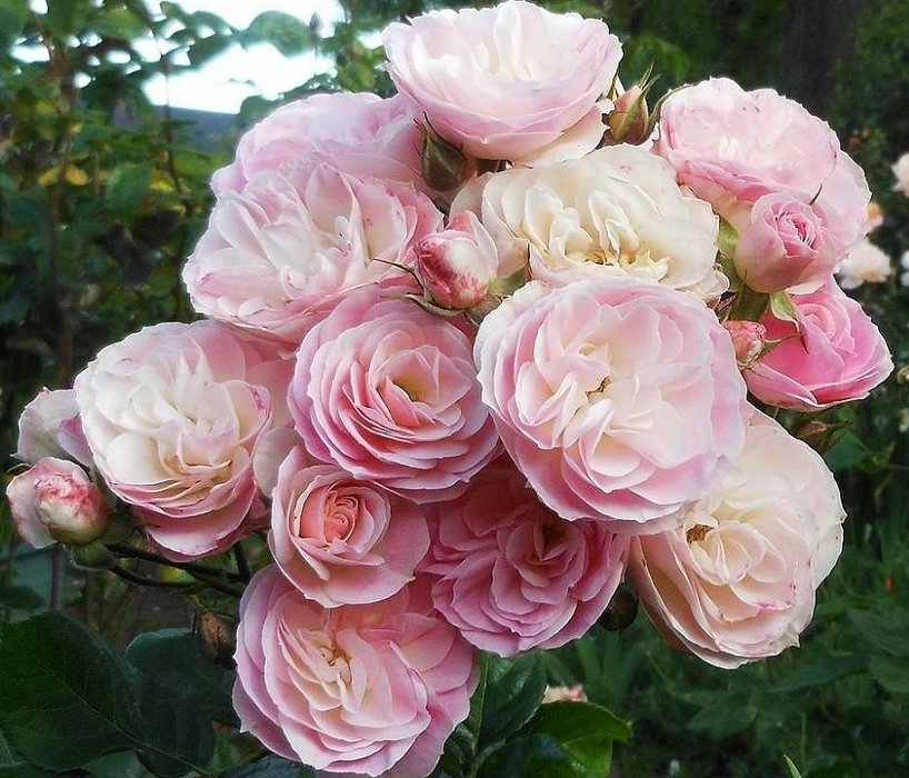 Роза мускусная &quot;Bouquet Parfait&quot;, Букет Парфе
