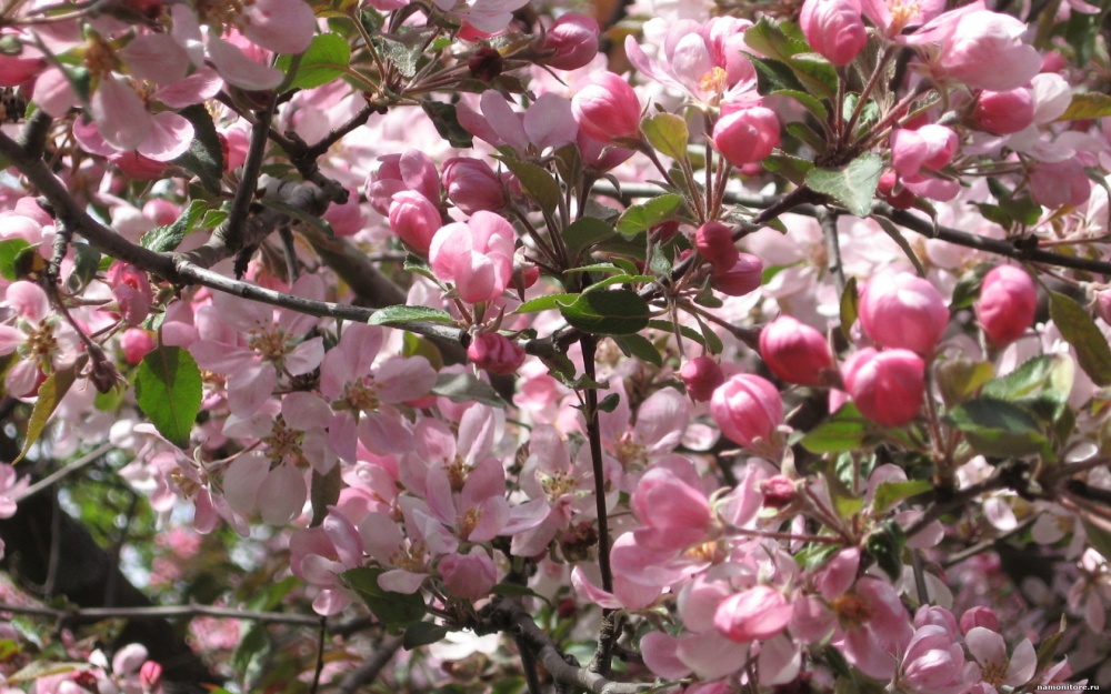 Вишня гибридная Чудо-вишня - цветки