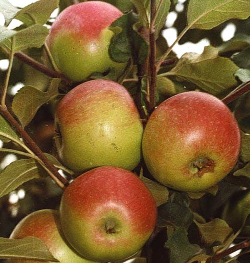 Яблоня домашняя Уэлси - плод