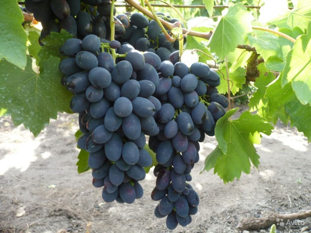 Виноград плодовый Кодрянка (черный)