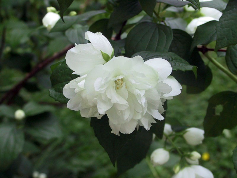 Чубушник гибридный Dame Blanche, Дам Бланш-цветок