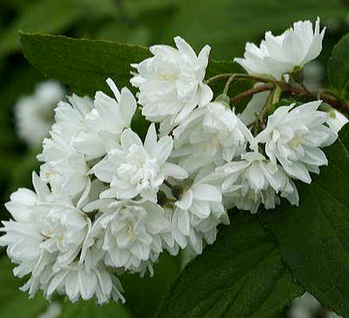 Чубушник виргинский Minnesota Snowflake, Миннесота Сноуфлейк-соцветия