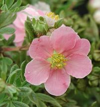Лапчатка кустарниковая &quot;Lovely Pink&quot;, Ловели Пинк-цветок