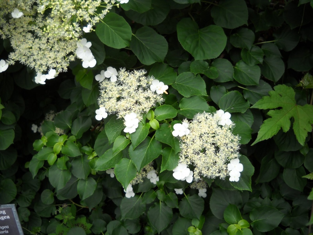 Гортензия черешковая &quot;Cordifolia&quot;, Кордифолия-соцветие