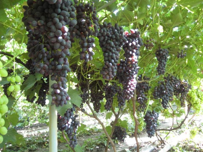 Виноград плодовый Чарли (черный)