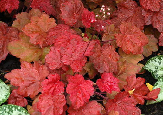 Гейхера гибридная &quot;Autumn Leaves&quot;, Отэм Ливс 