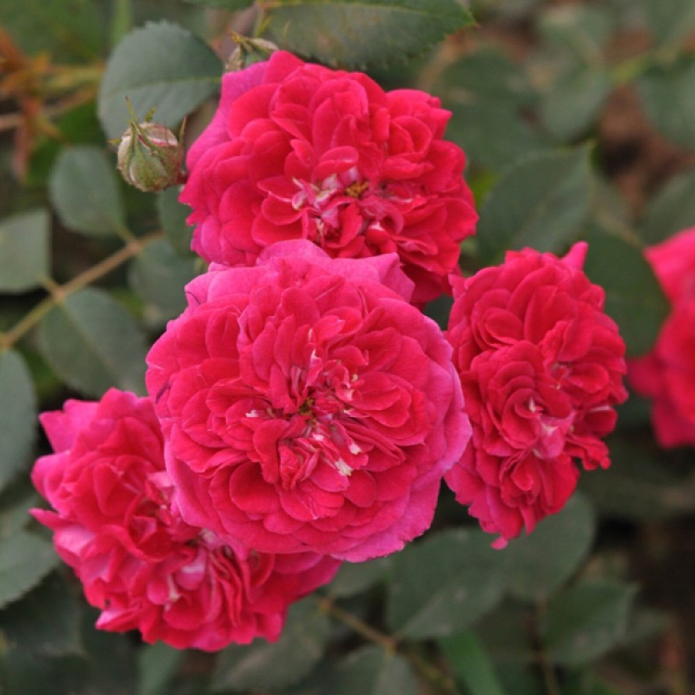 Роза парковая &quot;Crimson Winter Jewel&quot;, Кримсон Винтер Джевел