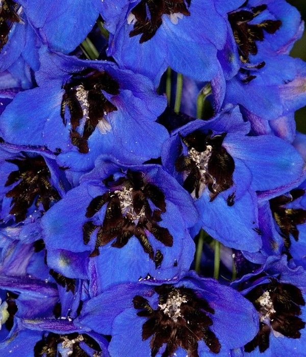 Дельфиниум гибридный &quot;Magic fountains dark blue with black Bee&quot;, Мэджик Фонтейн Дарк Блю-Блэк Би