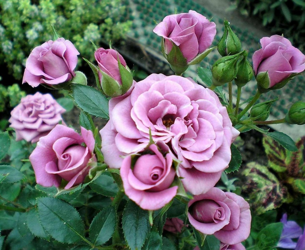 Роза миниатюрная Лавандер Мейландина