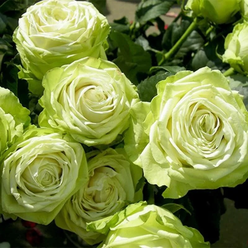 Роза чайно-гибридная &quot;Green Romantica&quot;, Грин Романтика