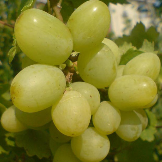 Виноград плодовый Первозванный (желтый)