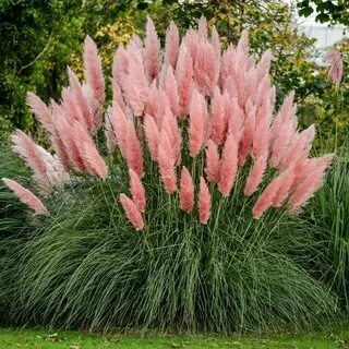 Пампасная трава &quot;Pink Feather&quot;,  Пинк Фезер