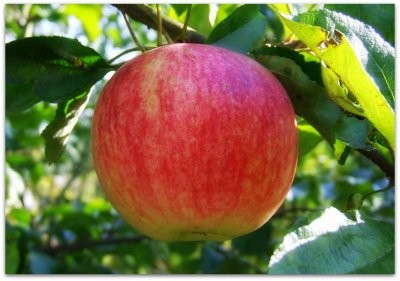 Яблоня Осеннее полосатое плод