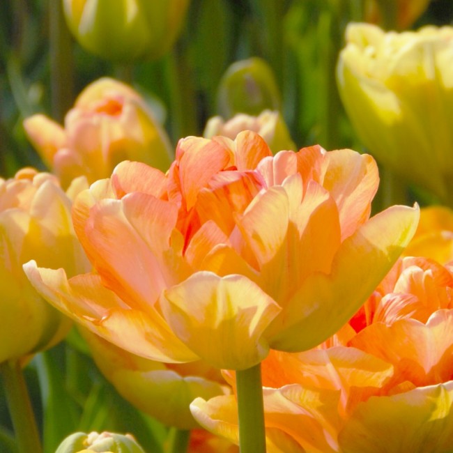 Тюльпан Многоцветковый Чарминг Бьюти