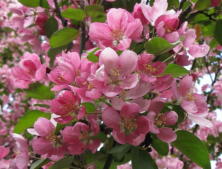 Яблоня декоративная Недзвецкого-цветки