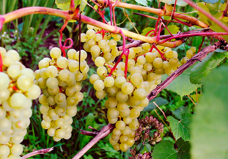 Виноград плодовый Супага