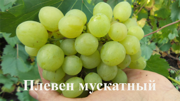 Виноград плодовый Плевен мускатный (желтый)