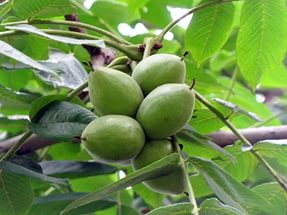 Орех маньчжурский-плоды