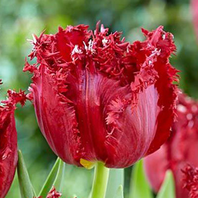 Тюльпан Бахромчатый Версаче