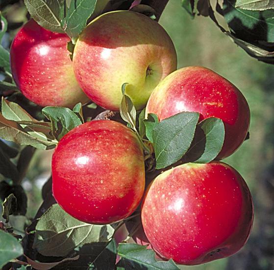 Яблоня домашняя Медуница - плод