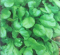 Кресс-салат Дукат (Огородное изобилие) 1 гр