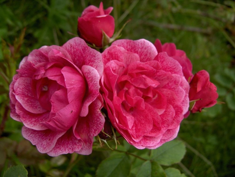 Роза канадская парковая Модэн Руби