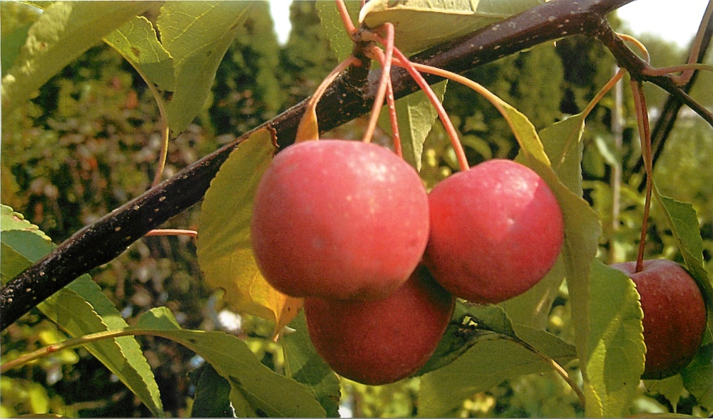 Яблоня декоративная Недзвецкого-плоды