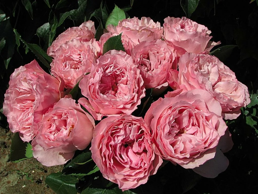 Роза чайно-гибридная &quot;Mayra's Rose&quot; Майра Роуз
