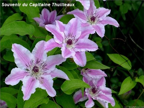 Клематис крупноцветковый &quot;Souvenir du Capitaine Thuilleaux&quot;, Сувенир ду Капитан Тюйо 