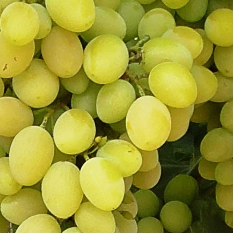 Виноград плодовый 10-1-76 (Волков)