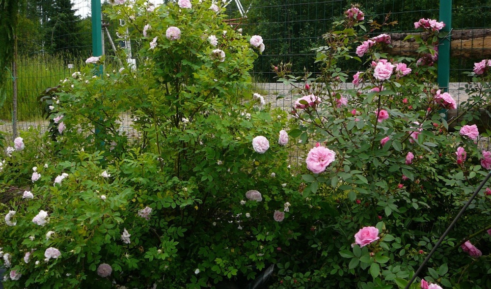 Роза канадская парковая Мартин Фробишер ф.2