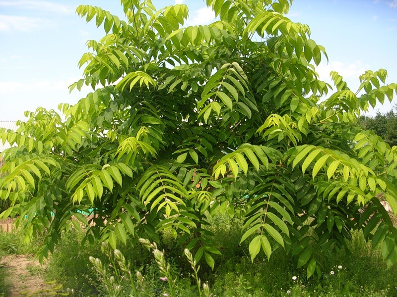 Орех маньчжурский-листва