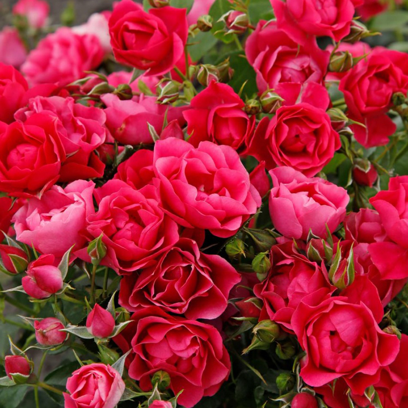 Роза Кордес флорибунда &quot;Pink Forest Rose&quot; Пинк Форест Розе