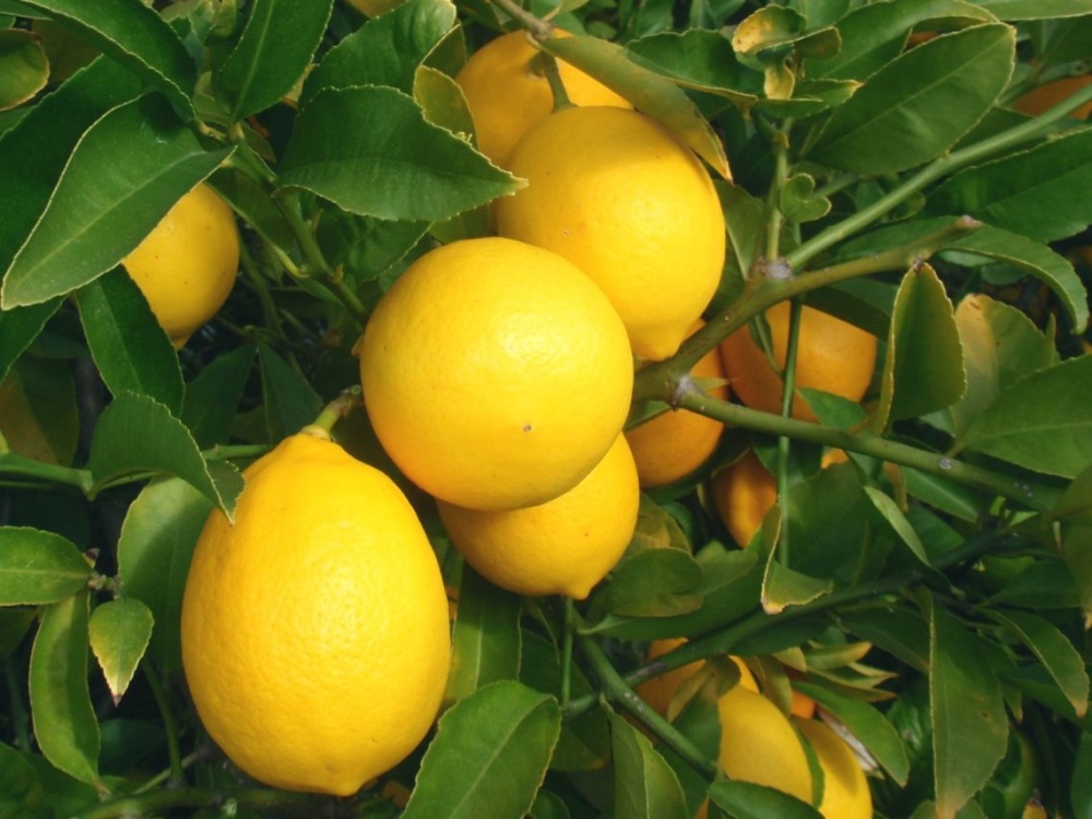 Цитрус Лимон &quot;Meyer Lemon&quot;,  Мейера