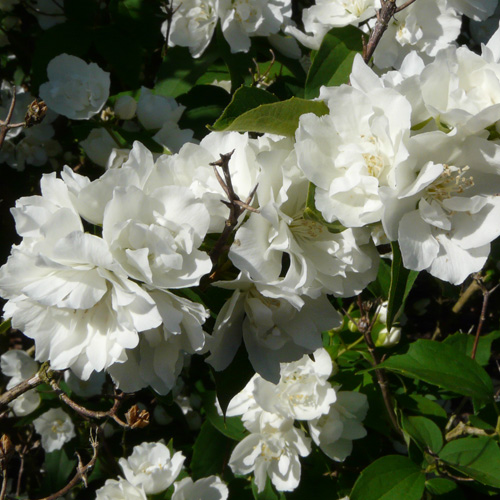 Чубушник гибридный Bouquet Blanc, Букет Бланк-соцветия