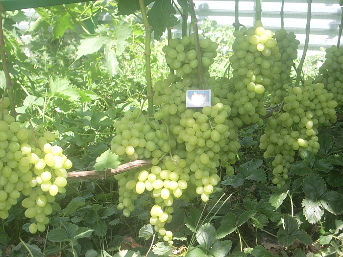Виноград плодовый Тасон