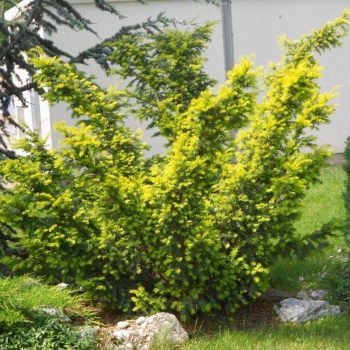 Тис ягодный &quot;Aurea variegata&quot;, Вариегатный