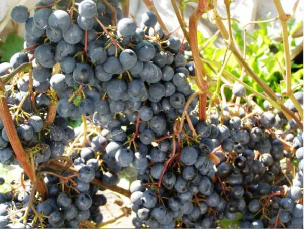 Виноград плодовый Загадка Шарова (черный)