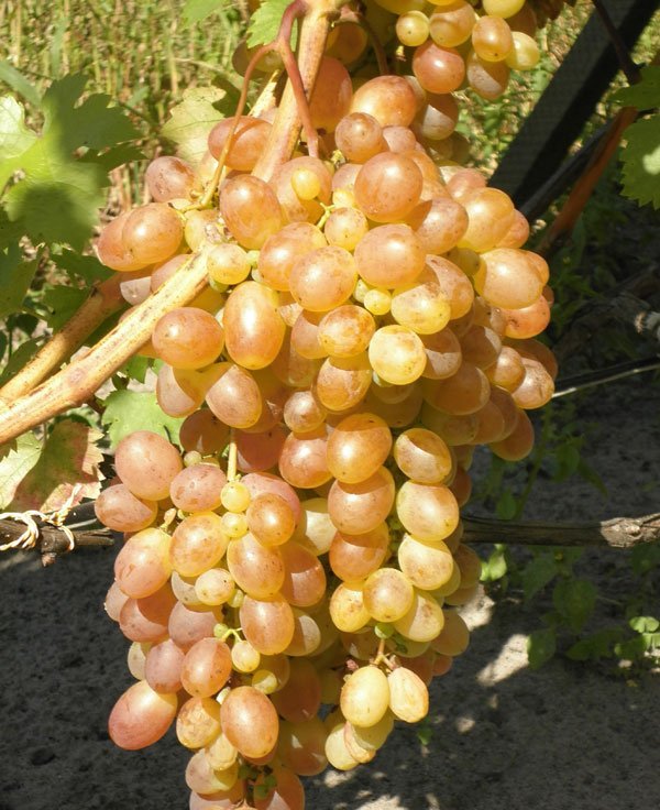 Виноград плодовый Тасон