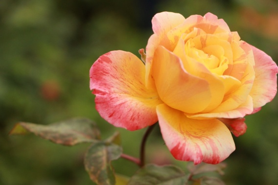 Символ Garden Rose